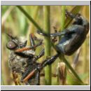 Pamponerus germanicus - Alabasterfliege w04 mit Blatthornkaefer-Hoplia.jpg